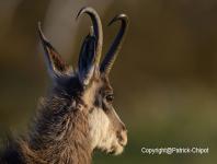 images/chamois/chamois-17-mai-2014-06 copie.jpg